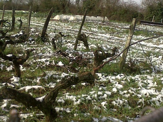 Organic vines in Loire www.vinpur.com