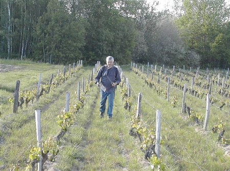Michel Augé works in vines