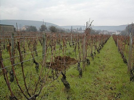 Burgundy vines