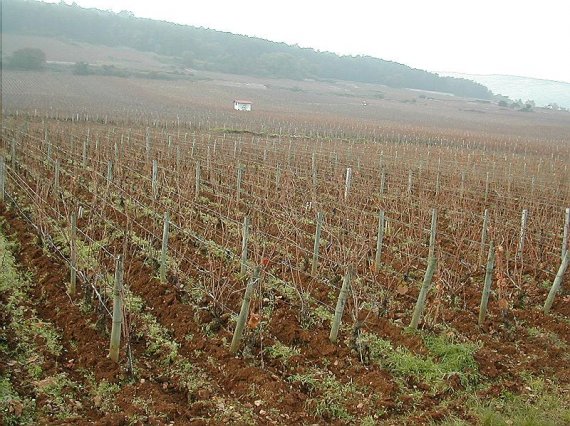 organic burgundy vines