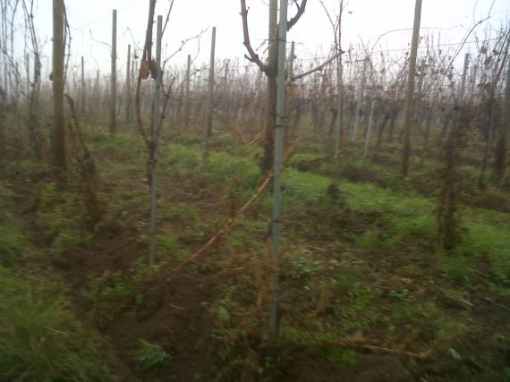 vignes Alsace en bio