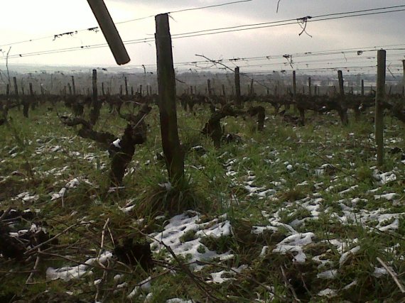 Anjou Clos  La Jacquerie La Paonnerie www.vinpur.com