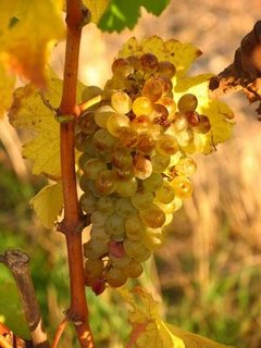 Chenin du domaine de la Mabilière