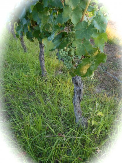 Vignes de thuron