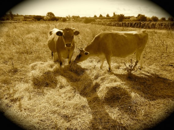 Les vaches de Philippe