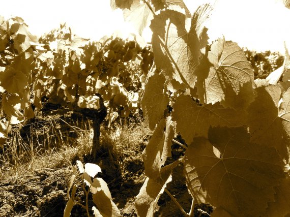 Vignes le matin