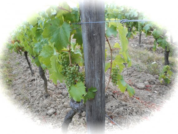 Vignes des sablonnettes