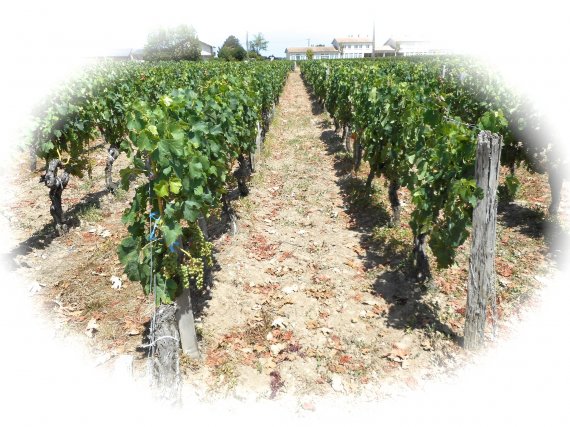Des vignes en Chimie à Pomerol