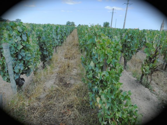 Vignes bio en Pomerol