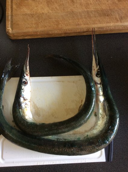 Aiguillette de mer pêcher par mes soins