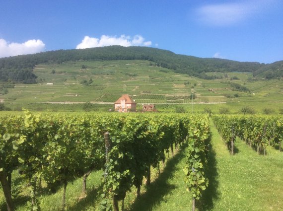 Grand Cru Schlosberg en Alsace