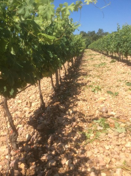 Vignes du domaine de Barbossi