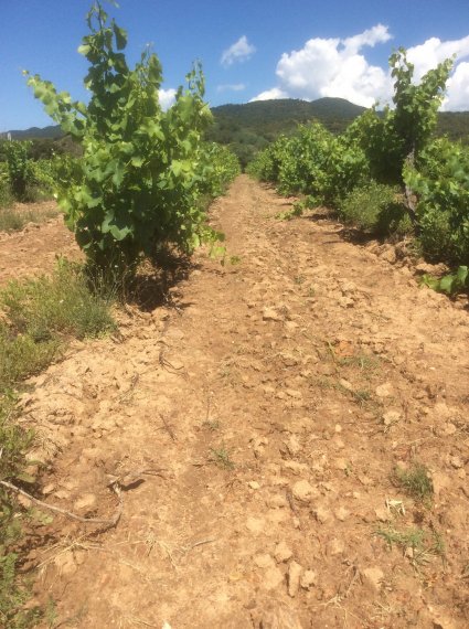 vignes de Barbossi