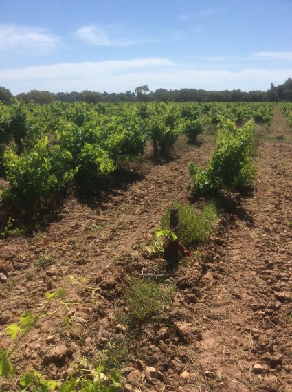 vignes du domaine de barbossi