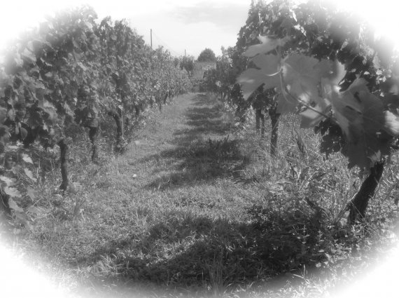 Vignes de Lamery