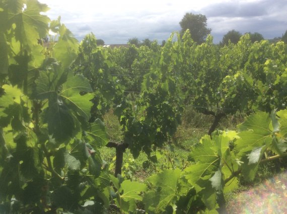 vignes château lamery