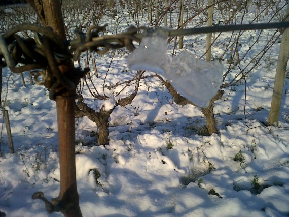 vignes de Chinon