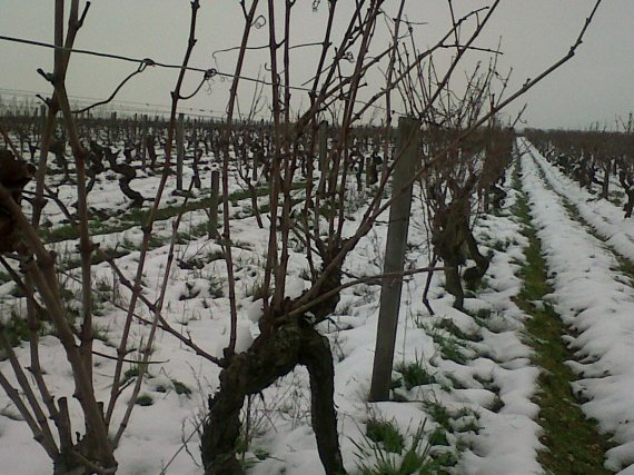 vignes bios en anjou www.vinpur.com