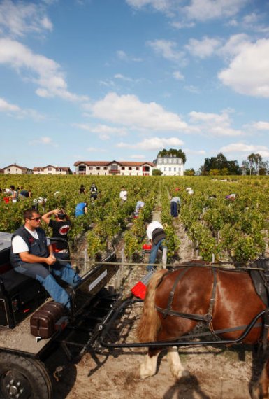 Vendange de Pontet-Canet