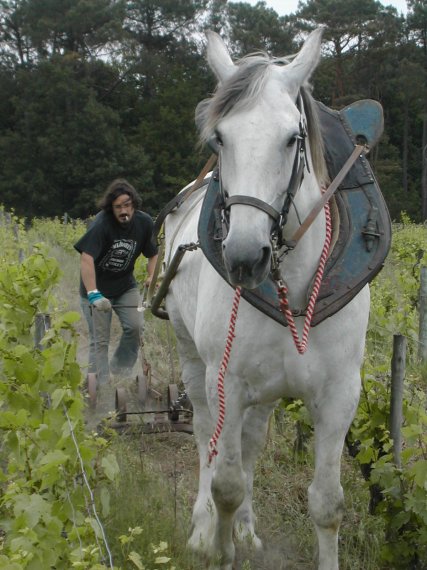 Cheval dans une vigne biodynamique