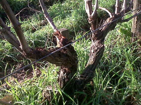 Old organic  vines www.vinpur.com