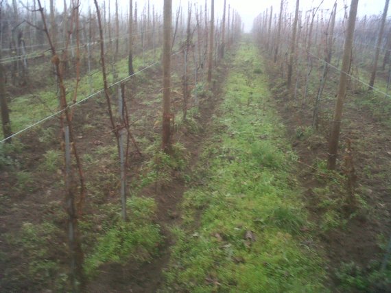 vignes Alsace en bio