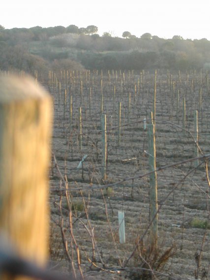 Vignes d'andr Bourguet