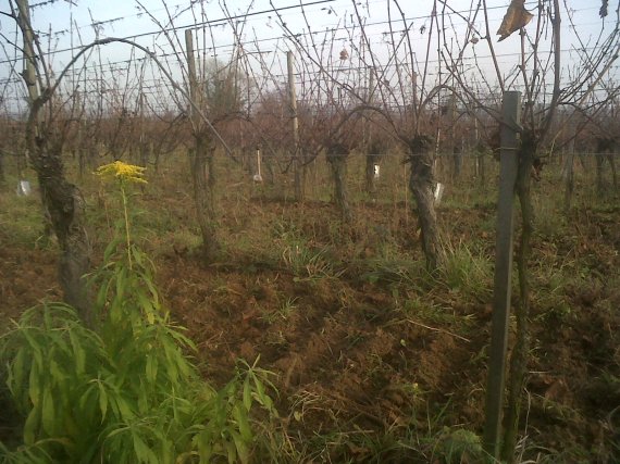 vignes Alsace en bio