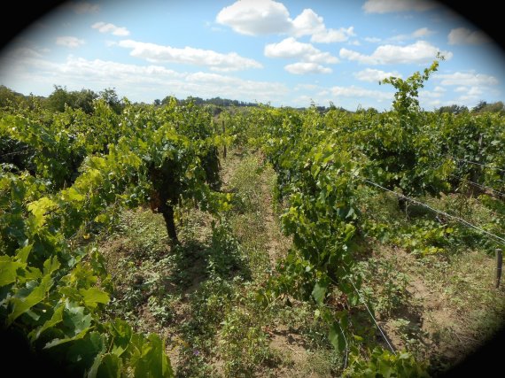 Vignes de Paul Barre