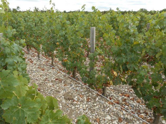 Vignes en biodynamie