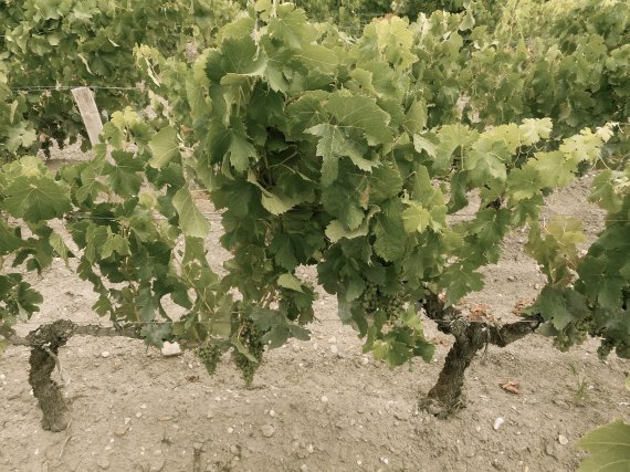 vignes des clos de moussis