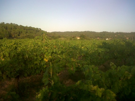 Vignes de Correns