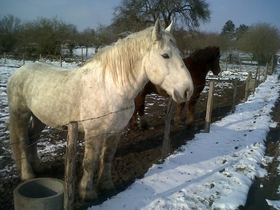 les chevaux d'Olivier Cousin