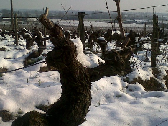 vines of Anjou