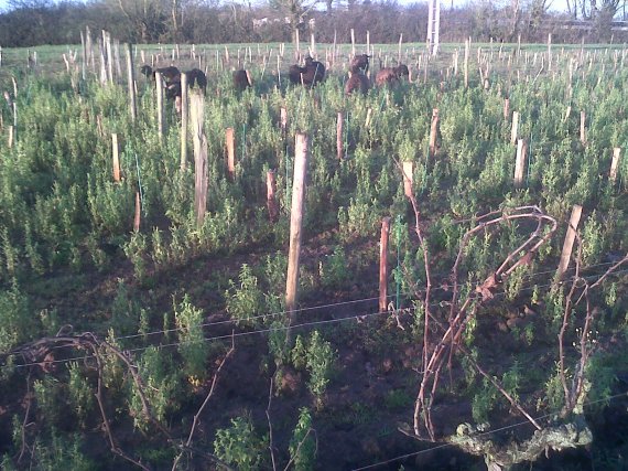 vignes bio dans la Loire