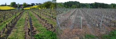 différence entre une vigne bio à gauche et une vigne conventionnelle