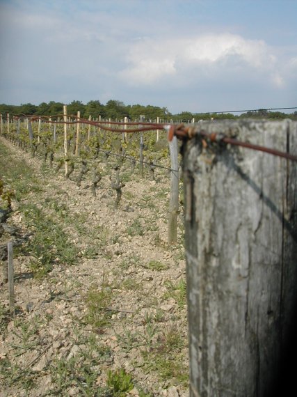 vignes de la grapperie