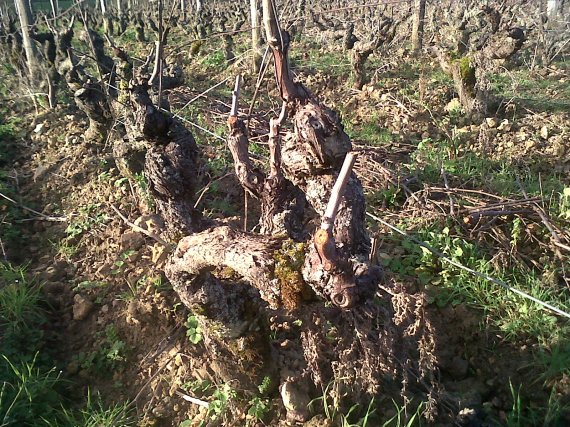 Old organic  vines www.vinpur.com 