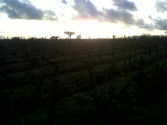 coucher de vignes bio www.vinpur.com