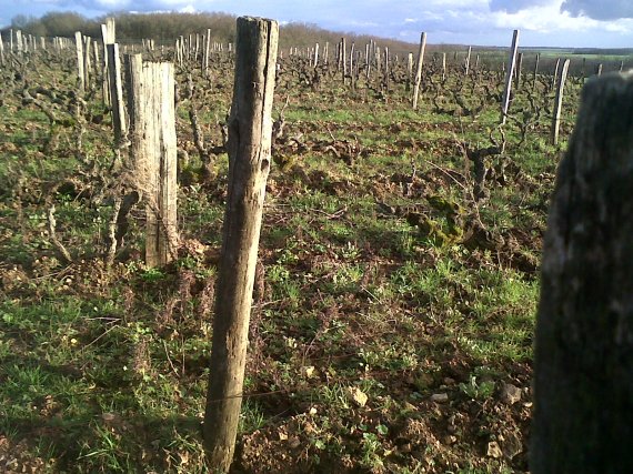 vignes en bio coteaux du loir www.vinpur.com