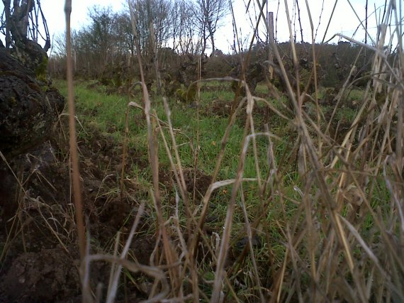 Organic vines in Loire www.vinpur.com