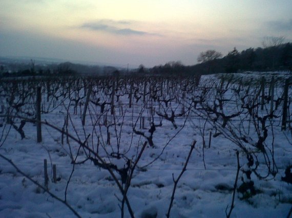 coucher de vignes bio www.vinpur.com