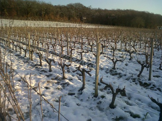 Vignes de Pascal Lambert www.vinpur.com