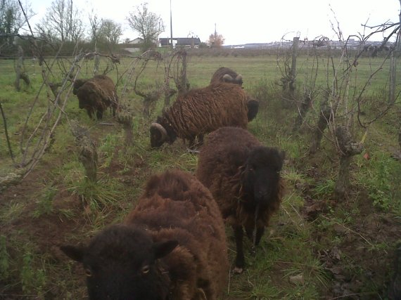 Les moutons dans les vignes