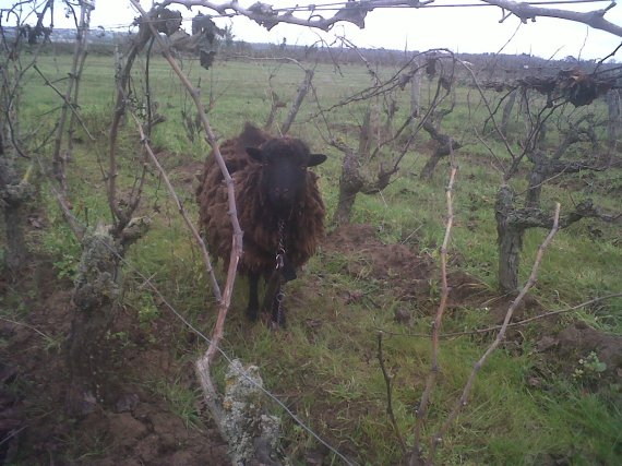 sheep in organic vines www.vinpur.com