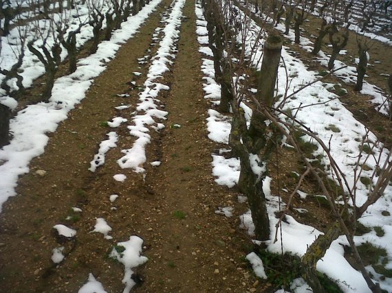 vignes en agriculture  conventionnelle www.vinpur.com