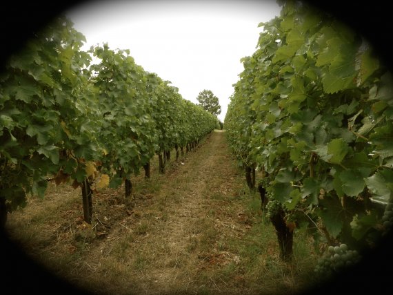 Vignes du château Mirebeau