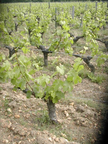 PIED DE VIGNES