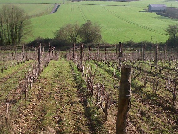 vignes bios dans sarthe www.vinpur.com