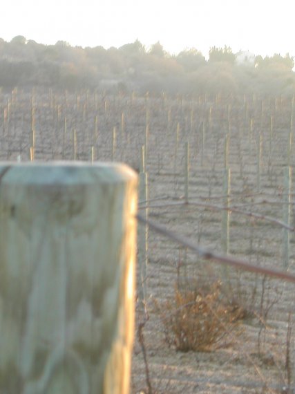 Vignes Languedoc